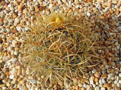 ferocactus-chrysacanthus-britton--rose-1922
