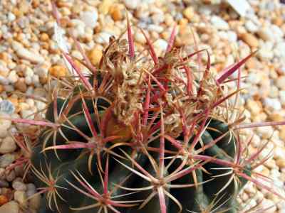 ferocactus-fordii-britton--rose-1922