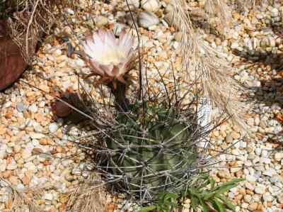 echinopsis-ferox-britton--rose-backeberg-1934