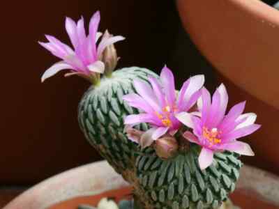 pelecyphora-ehrenberg-1843