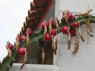 harrisia-pomanensis-britton--rose-1920