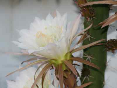 harrisia-britton-1908