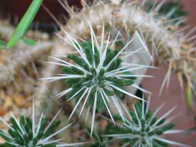 maihuenioideae-p--fearn-1996