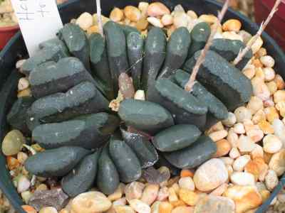 haworthia-truncata-schönland