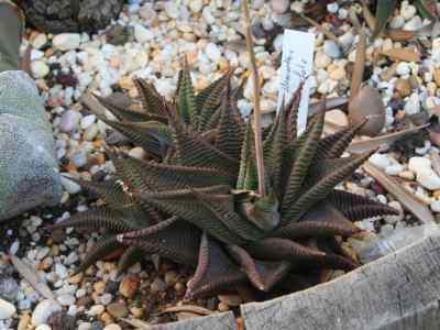 haworthia-duval1809