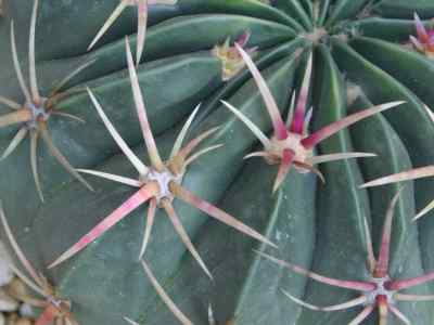 ferocactus-macrodiscus-britton--rose-1922