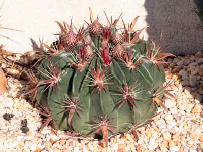 ferocactus-latispinus-britton--rose-1922