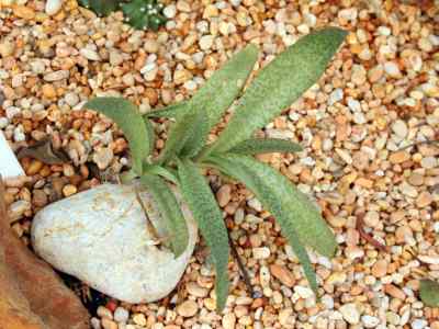 scilloideae-endl--1836