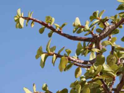 portulacaceae-juss--1789