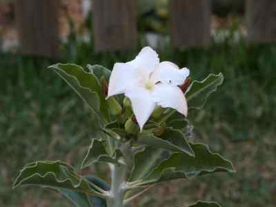 pachypodium-lealii-welw-1869