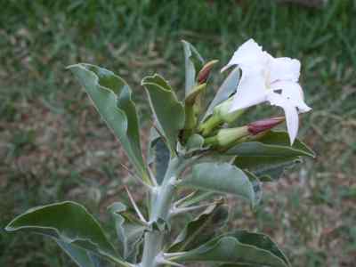 pachypodium-lealii-var-saundersii-