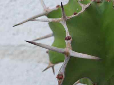 euphorbia-grandicornis-k-i-goebel-1889