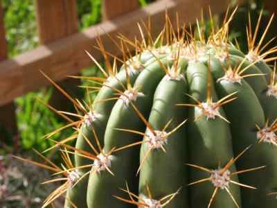 echinopsis-zuccarini-1837