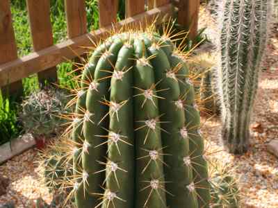 echinopsis-terscheckii-parmentier-h--friedrich--g--d--rowley-1974