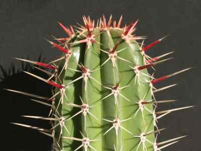 pachycereus-pecten-aboriginum-engelmann-britton--rose-1909
