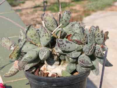 adromischus-cooperi-baker-a-berger-1930