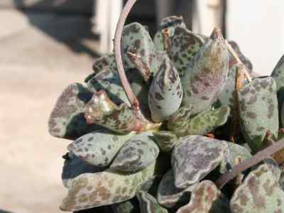 adromischus-lemaire-1852