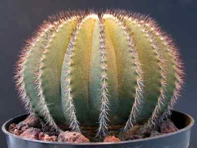 uebelmannia-buining-1967