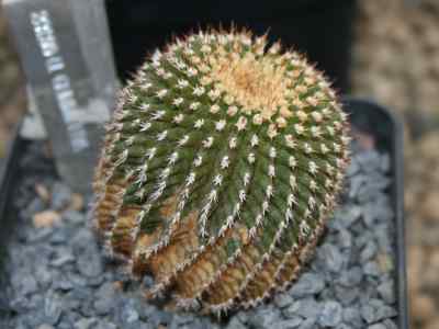 uebelmannia-gummifera-buinin-1967