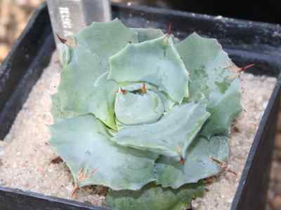 agavoideae-endl--1842