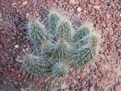 echinocereus-stramineus-f--seitz-1870