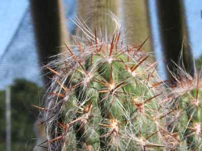 oreocereus-a--berger-riccobono-1909