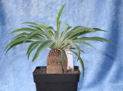 euphorbia-bupleurifolia-jacquin-1797