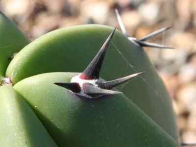 myrtillocactus-console-1897