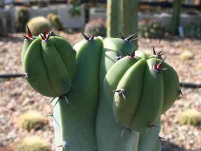myrtillocactus-geometrizans-martius-console-1897