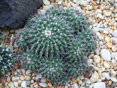mammillaria-compressa-a--p--candolle-1828