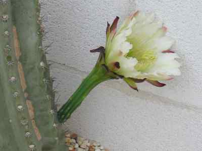cereus-p--miller-1754
