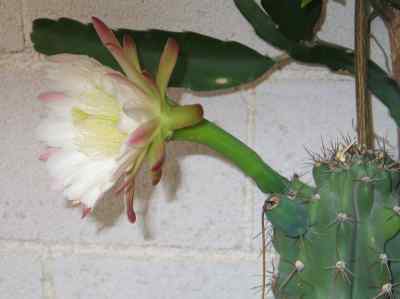 cereeae-salm-dyck-1840