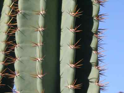 cereus-jamacaru-a--p--de-candolle-1828