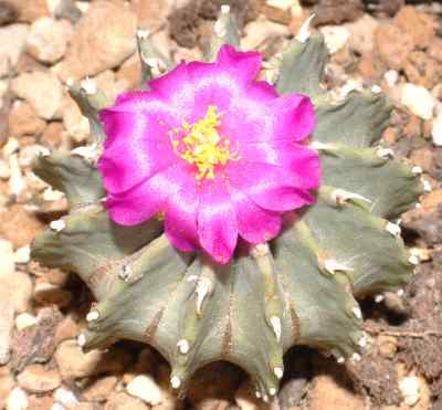 geohintonia-glass--w--a--fitz-maurice-1991