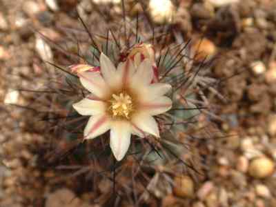 acharagma-aguirreana-glass--r--foster-glass-1998