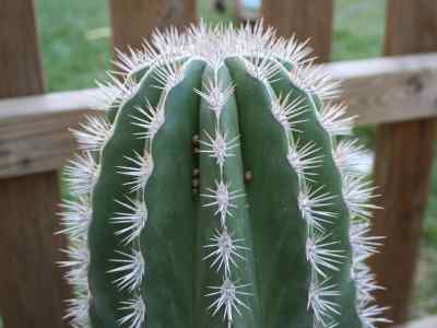 pachycereus-pringlei-s--watson-britton--rose-1909