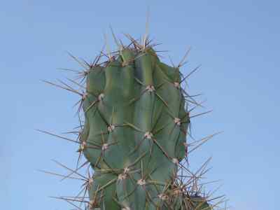 cereus-hildmannianus-k--schumann-1890