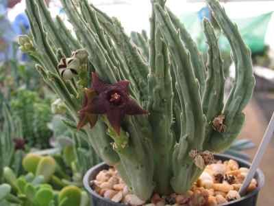 stapelia-kwebensis-ne-br-
