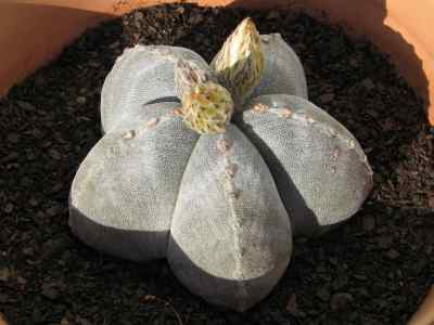 astrophytum-myriostigma-lemaire-1839