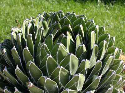 agave-victoriae-reginae-t--moore-1875