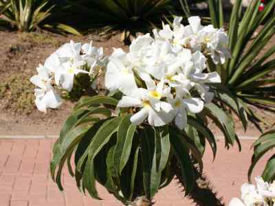 pachypodium-lamerei-drake1899