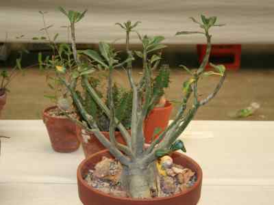 adenium-obesum-roem---schult-1819