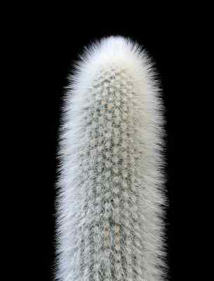 cleistocactus-strausii-heese-backeberg-1934