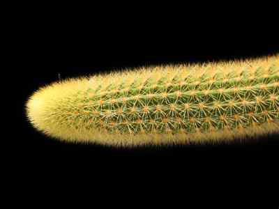 cleistocactus-lemaire-1861