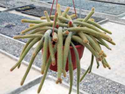 disocactus-lindley-1845