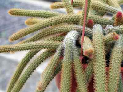 disocactus-flagelliformis-linnaeus-barthlott-1991