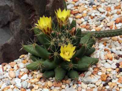 mammillaria-longimamma-a--p--de-candolle-1828