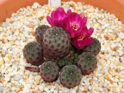 rebutia-k--schumann-1895