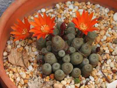 rebutia-heliosa-rausch-1970