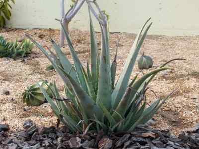 aloe-